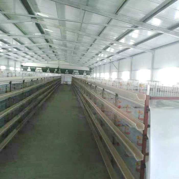 鵪鶉清糞機 (8).jpg